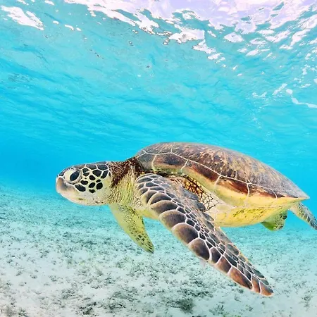 Sea View Appartamento